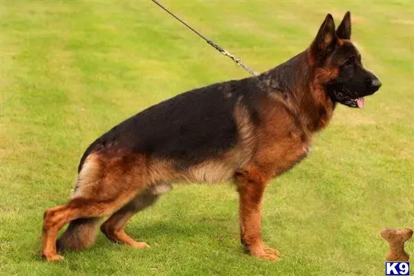 a german shepherd dog on a leash